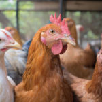 Grippe Aviaire : Cinq communes sous surveillance accrue