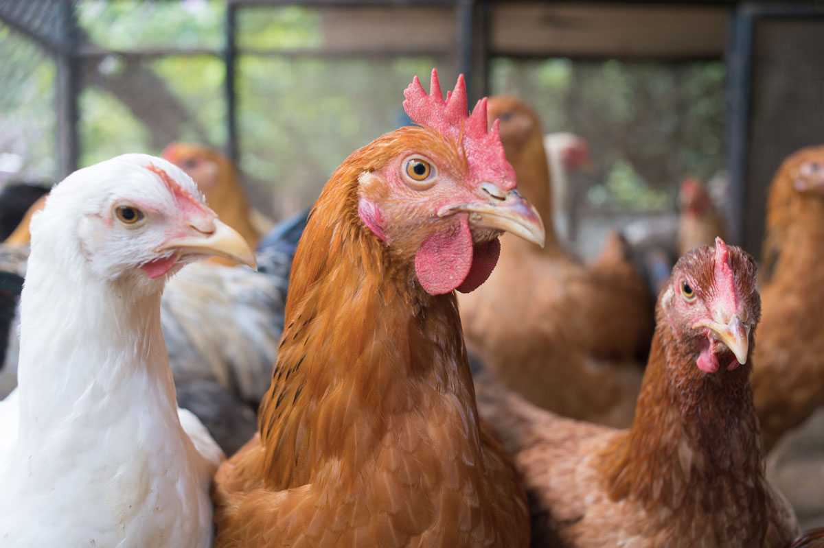 Grippe aviaire, l’inquiétude grandit