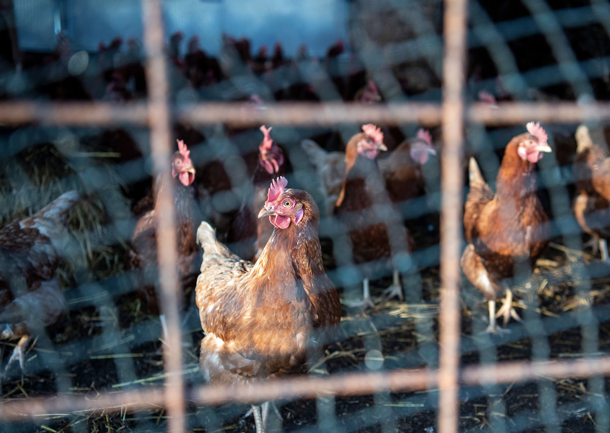 Un foyer de grippe aviaire dans les Landes