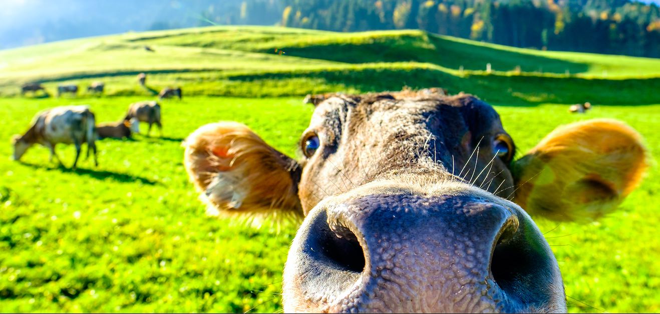 En Creuse et Corrèze, plus de vaches que d’habitants