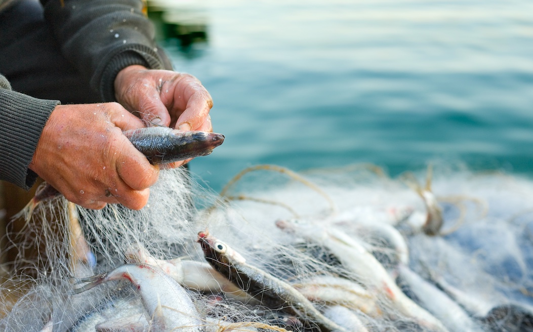 Délivrance des autorisations de pêche au filet