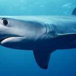 GIRONDE : Un requin de 2,40m sauvé par 1 homme à Arcachon