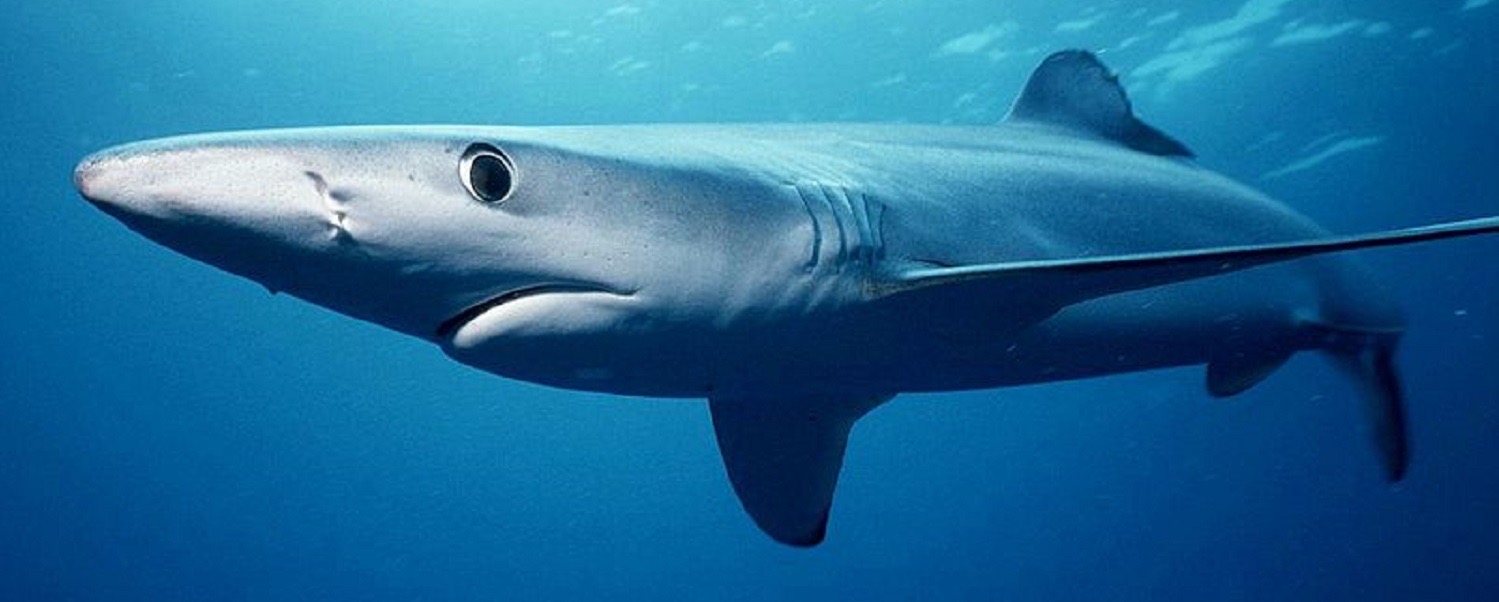 GIRONDE : Un requin de 2,40m sauvé par 1 homme à Arcachon