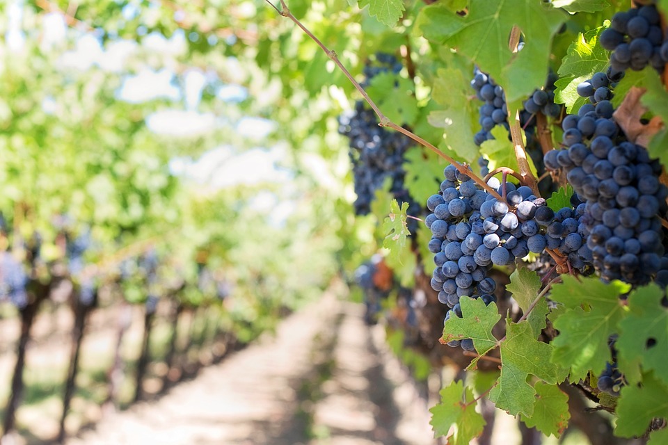 GIRONDE : Des mesures compensatoires pour le secteur viticole