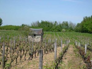 Gironde : Les viticulteurs craignent l’arrivée du gel 