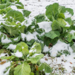 NOUVELLE AQUITAINE : La neige fait des dégâts dans plusieurs exploitations agricoles