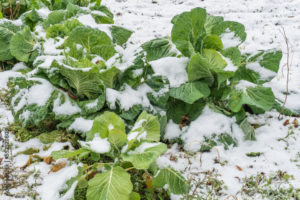 NOUVELLE AQUITAINE : La neige fait des dégâts dans plusieurs exploitations agricoles