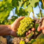 GIRONDE : Des viticulteurs prêts à jeter l’éponge