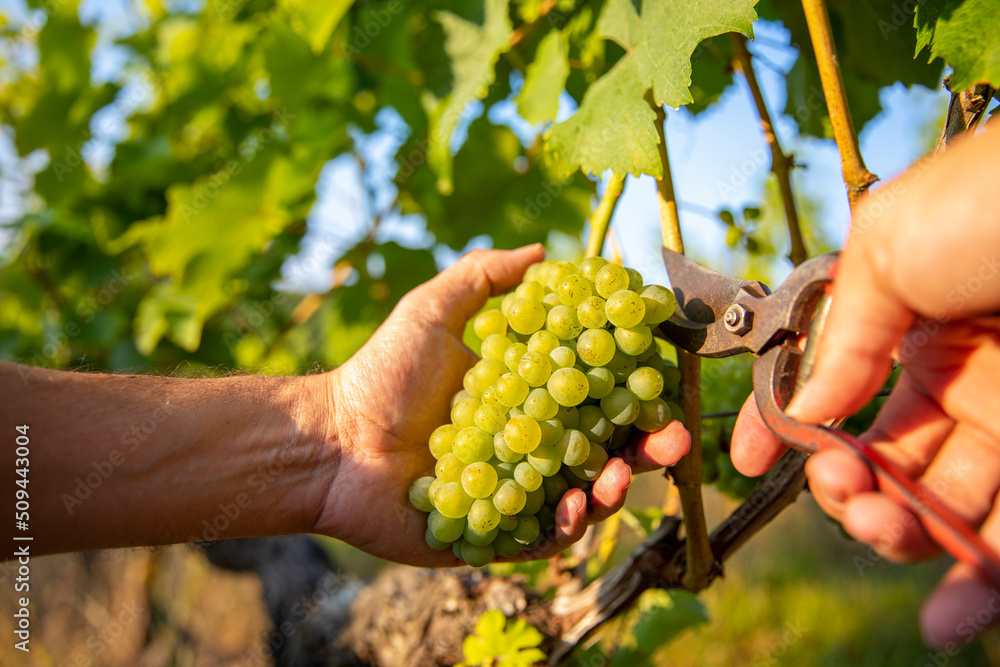 GIRONDE : Des viticulteurs prêts à jeter l’éponge