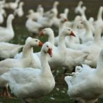 Grippe aviaire / Landes : la crise gagne du terrain