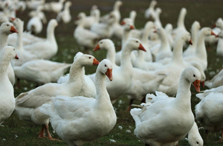 Grippe aviaire / Landes : la crise gagne du terrain